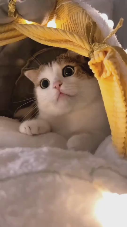 Video laden: CJMY1699497